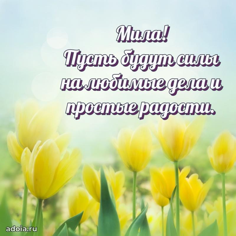 Открытка Миле праздничная