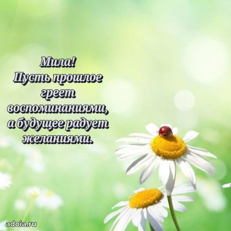 Открытка с пожеланиями Миле для ватсапа