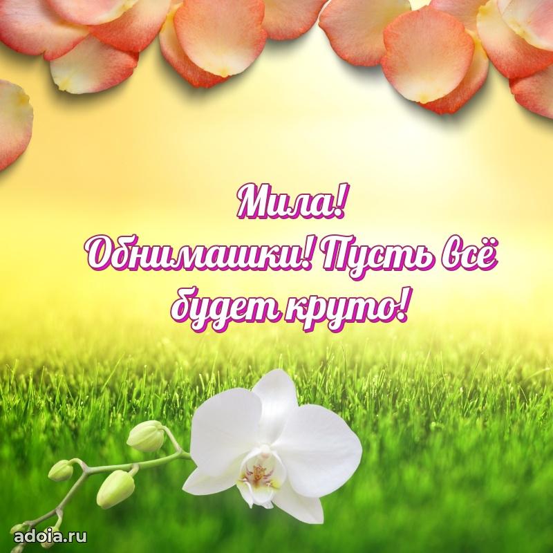 Открытка Миле праздничная