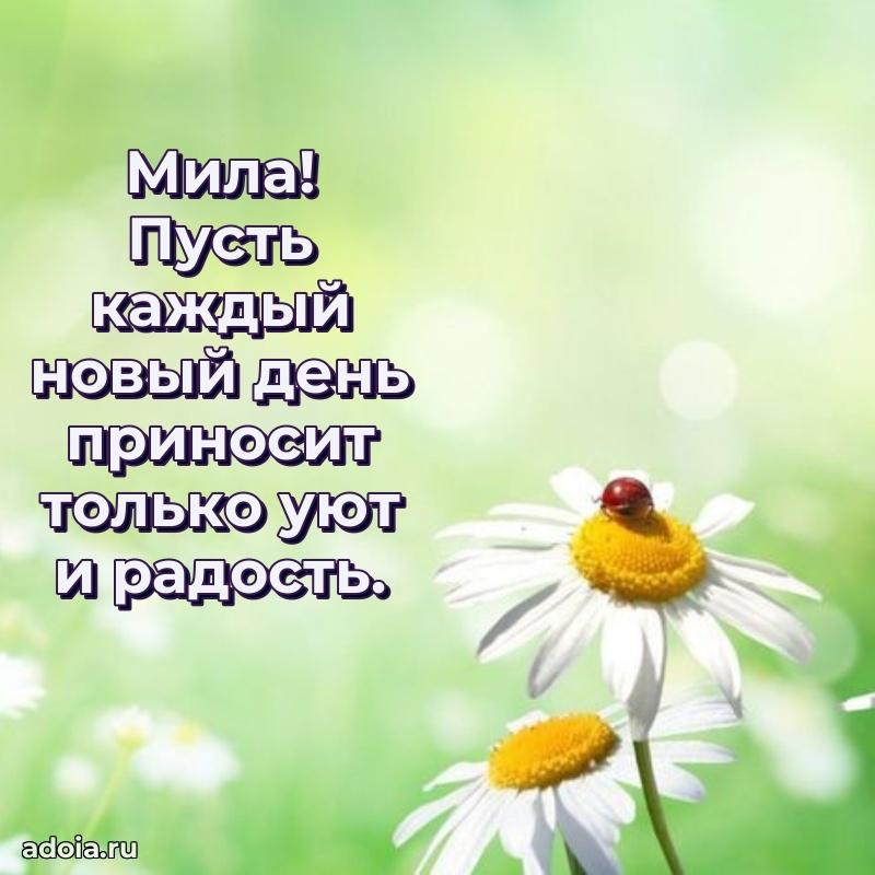 Открытка Миле праздничная