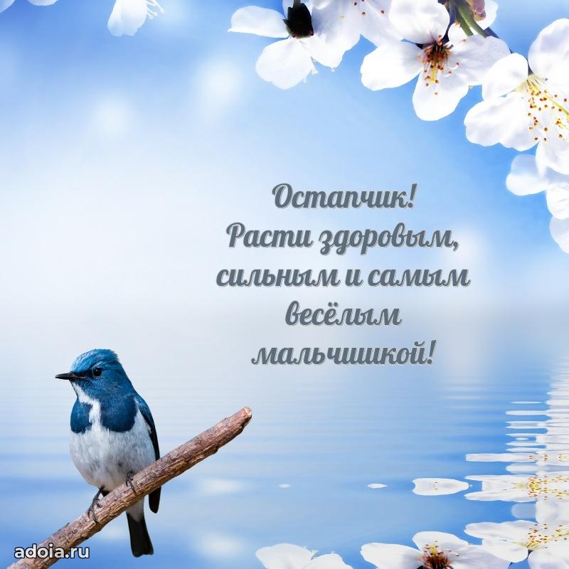 Поздравить племянника с др Остапу