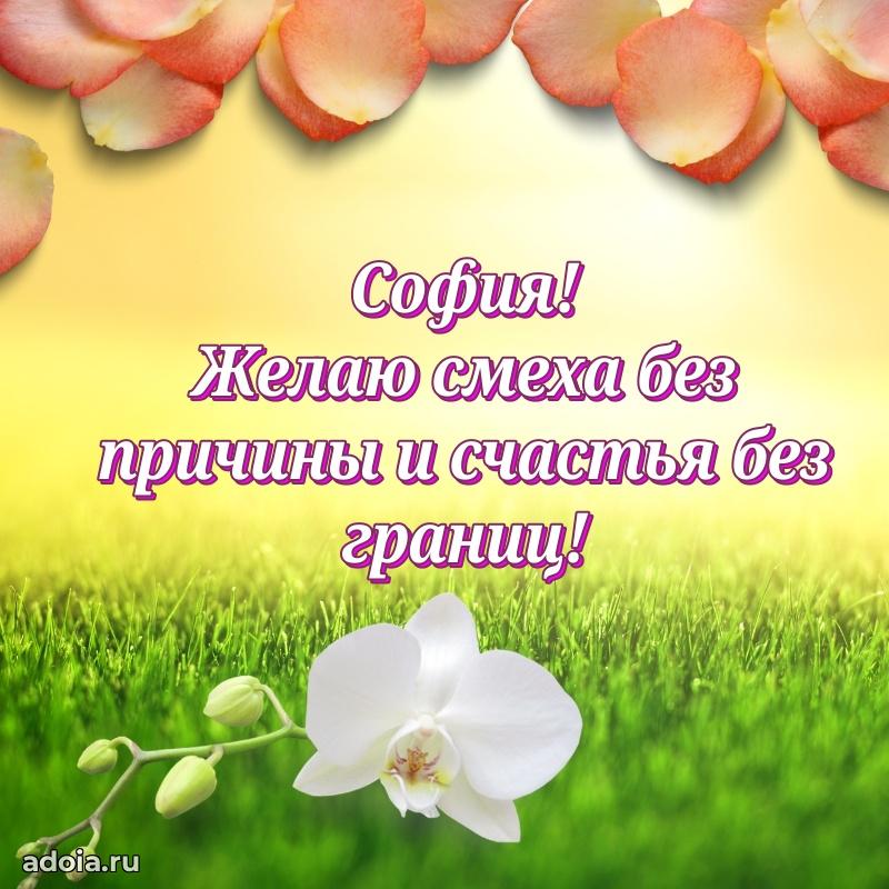 Смешная открытка для ватсап с днем рождения Софии