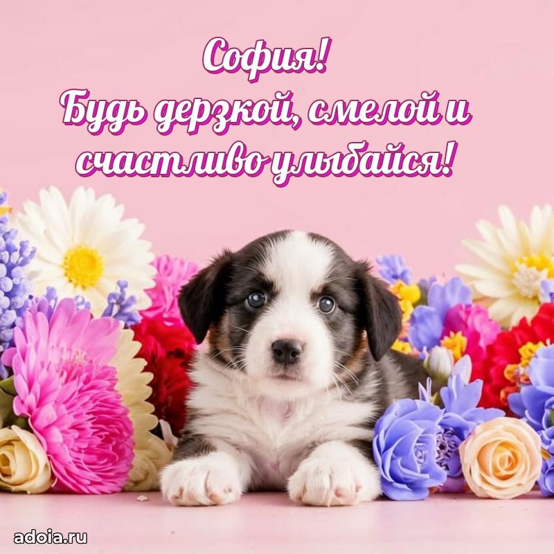 Открытка Софии праздничная